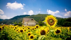 nature Sunflowers landscape Plants outdoors Flowers