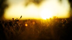 nature sunlight blurred grass