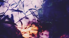 nature sunlight filter Plants