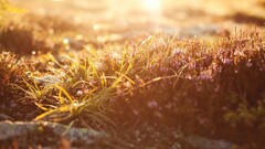 nature sunlight Flowers depth of field bokeh