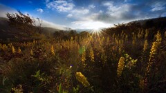 nature sunlight Flowers landscape