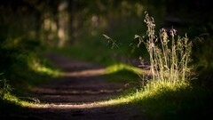 nature sunlight Plants path depth of field
