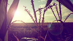 nature sunlight Plants