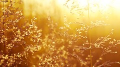 nature sunlight Plants