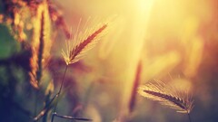 nature sunlight spikelets Plants