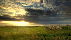 nature sunset landscape clouds sheep sky sunlight Animals