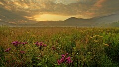 nature sunset landscape Flowers sky