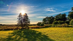 nature sunset Trees grass shadow