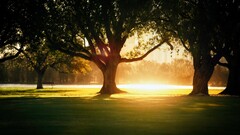 nature sunset Trees