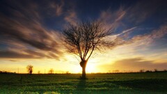 nature sunset Trees sunlight sky landscape