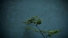 nature teal leaves Plants