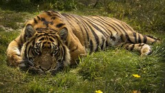 nature tiger Animals