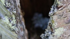 nature tree bark macro
