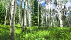 nature Trees forest birch