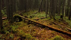 nature Trees forest landscape