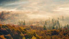 nature Trees forest mist