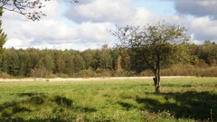 nature Trees grass landscape