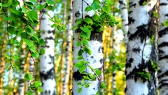 nature Trees leaves Plants birch forest sunlight summer vibrant