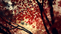 nature Trees maple leaves leaves photography branch fall