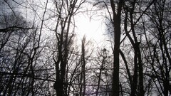 nature Trees outdoors