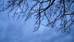 nature Trees outdoors