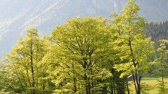 nature Trees outdoors