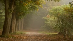 nature Trees outdoors