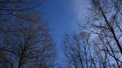 nature Trees sky