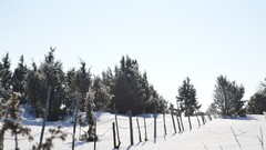 nature Trees snow fence