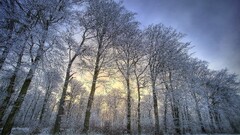 nature Trees snow winter landscape