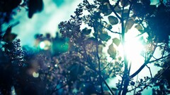 nature Trees sun sun rays branch leaves Plants sunlight