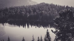 nature Trees water monochrome reflection landscape sepia Lake