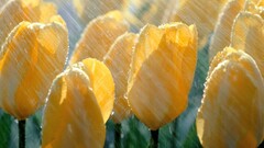 nature tulips Flowers rain Plants water wet yellow flowers