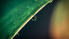 nature water drops leaves macro Plants