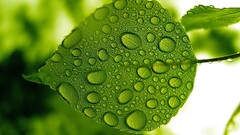 nature water drops leaves macro