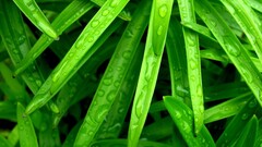 nature water drops leaves Plants dew Green photography