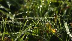 nature water drops macro Plants