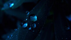 nature water drops Plants macro