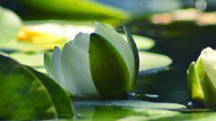 nature Water Lilies water white flowers Plants Flowers