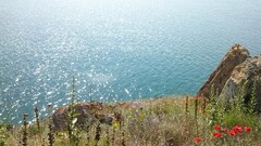 nature water Poppies Plants Flowers outdoors