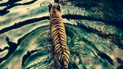 nature water tiger rain Animals
