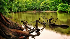 nature water Trees river roots forest brown Green
