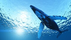 nature whale Animals underwater