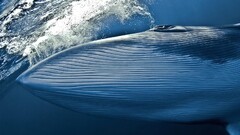 nature whale national geographic Animals blue