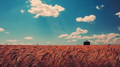 nature wheat landscape field sky clouds