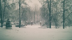 nature winter City snow Trees