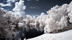 nature winter snow Trees water pond