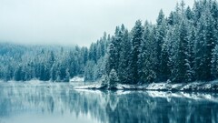 nature winter water landscape Trees