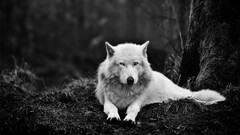 nature wolf monochrome Animals Mammals forest