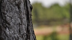 nature Wood outdoors